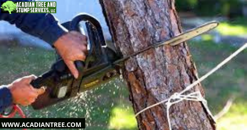 Acadian Tree and Stump Removal Service Image